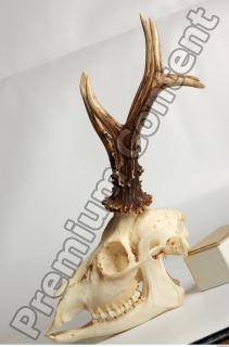 Skull Deer 0095